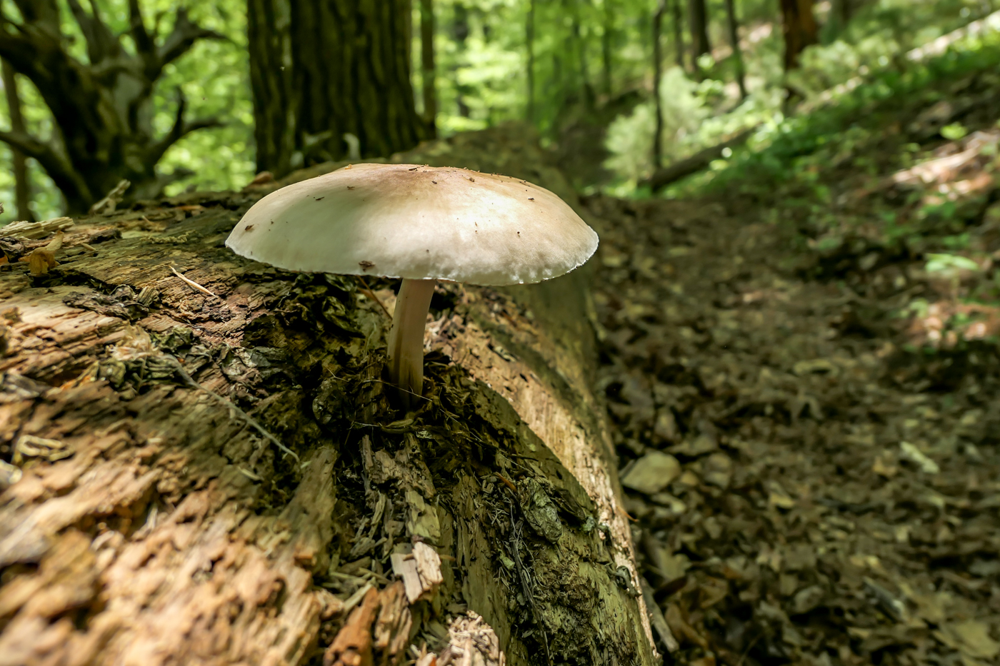 mushroom, va