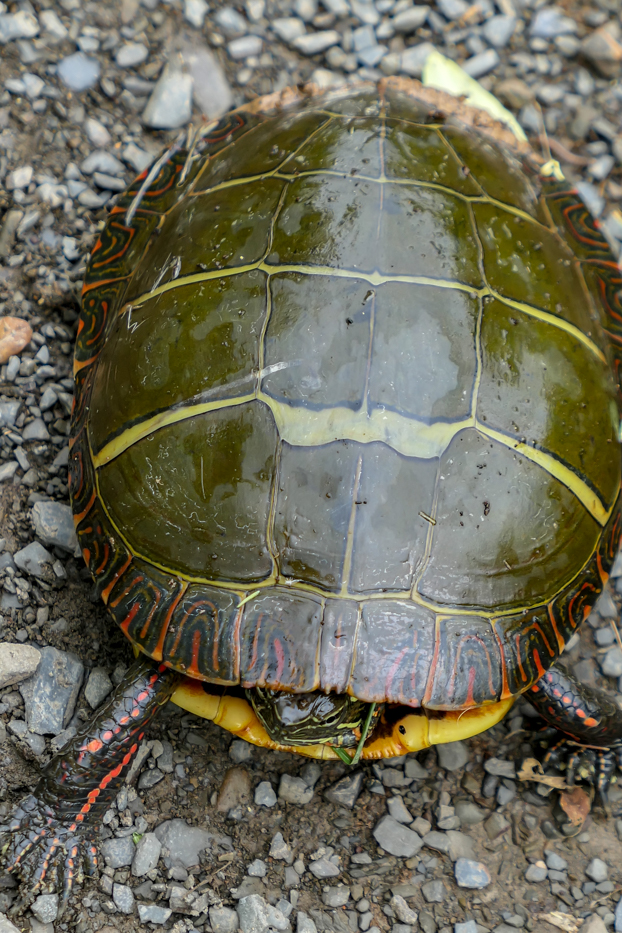 eastern painted turtle, pa