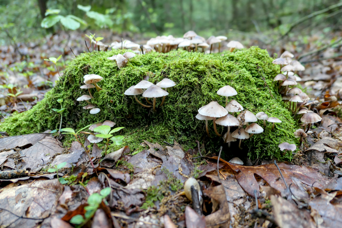 mushrooms, pa