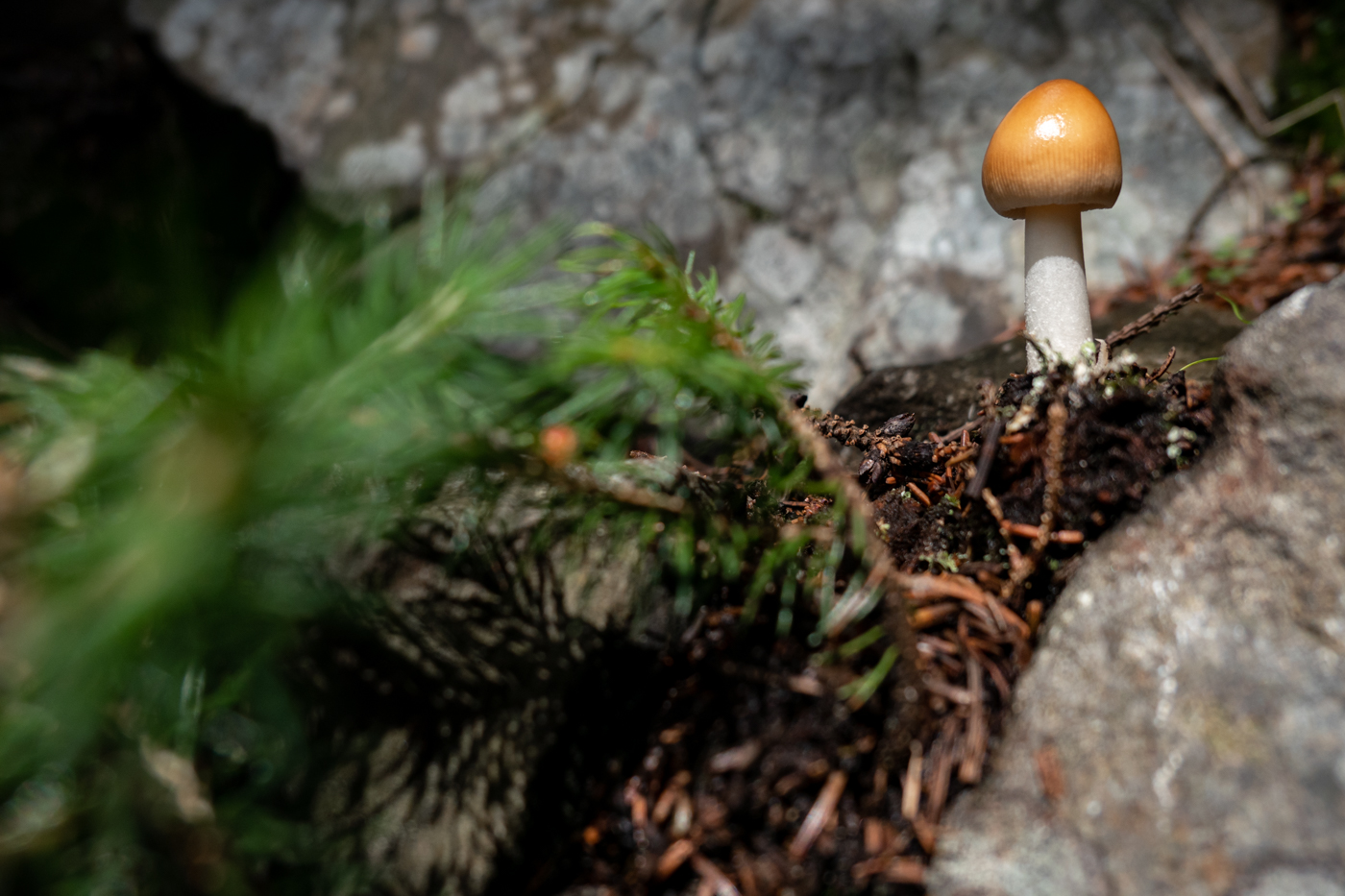 mushroom, me