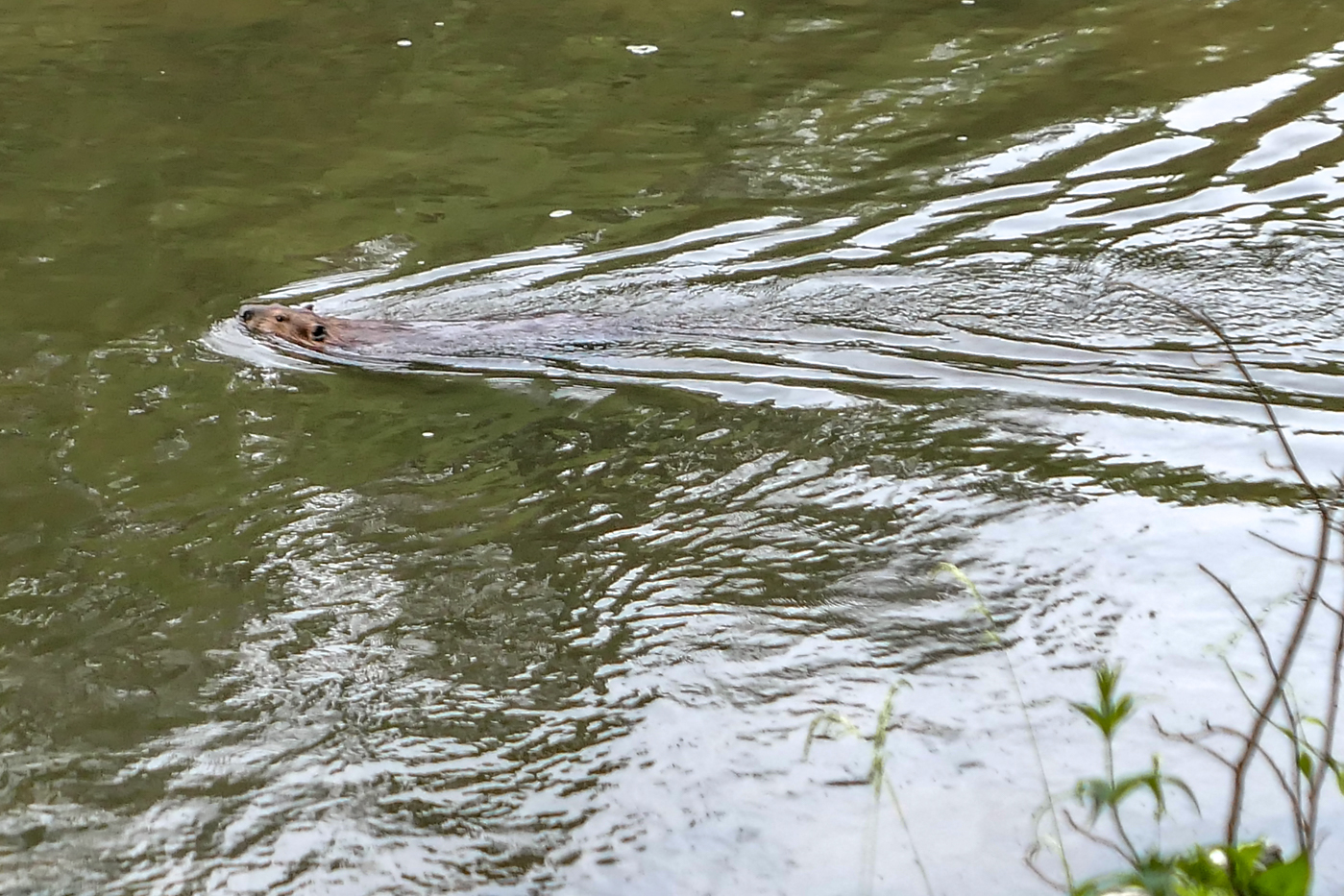 beaver in the housatonic river, cn