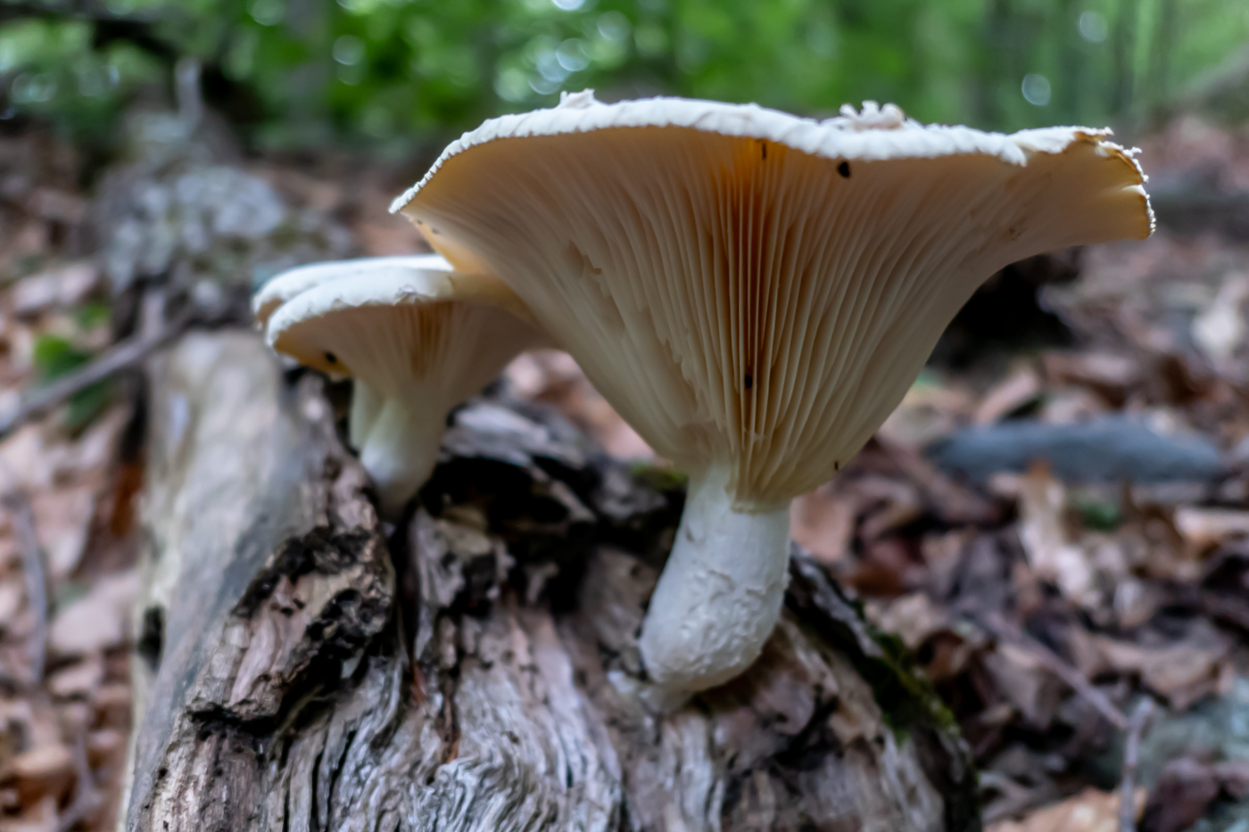 mushroom, vt
