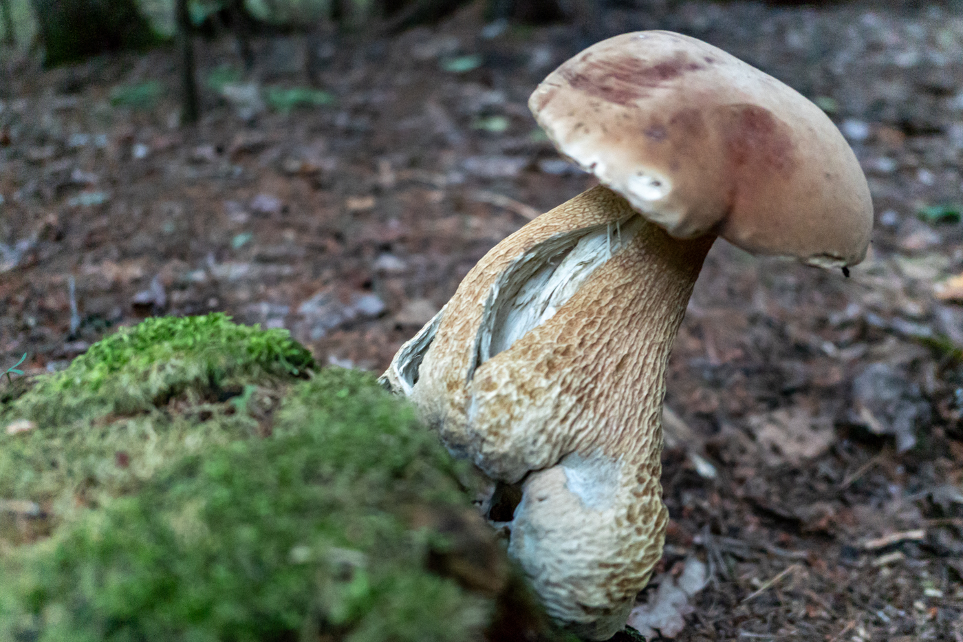 mushroom II, me